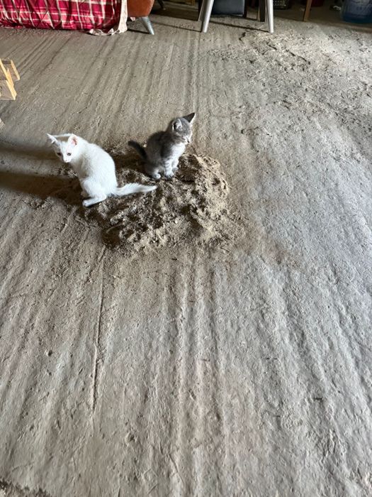 Отдам котят в добрые руки