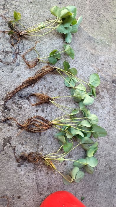 Stoloni capsuni Albion