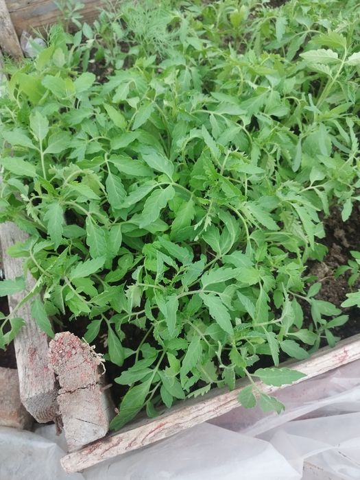 Продам рассаду помидор