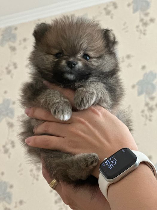 Щенки немецкого шпица