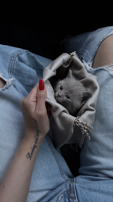 Шотландский котенок-мальчик