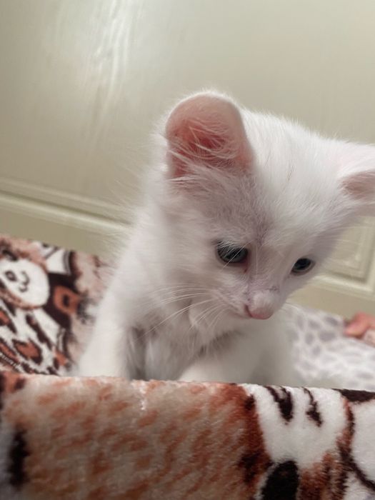 Тегин котенок девочка