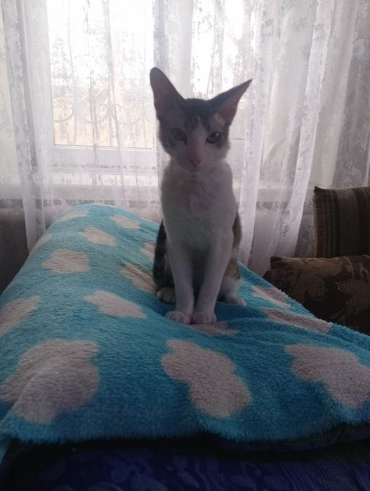 Отдам в хорошие руки