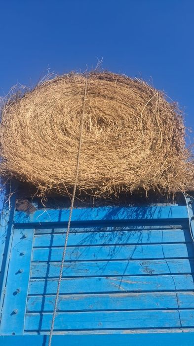 сено жоношка урлон люцерна сатамын жоношка урлон урлон сатамын урлон ж