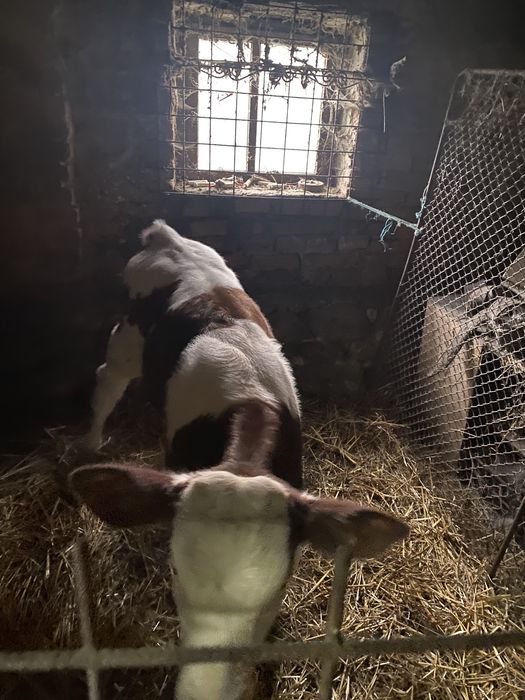 Vaca holstein cu vitea