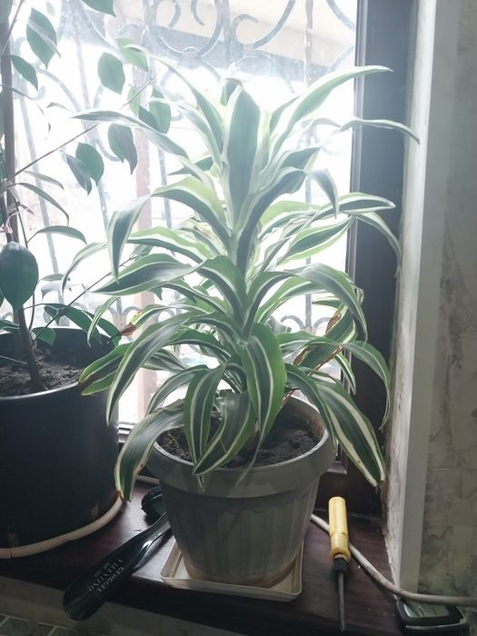 Большие комнатные цветы