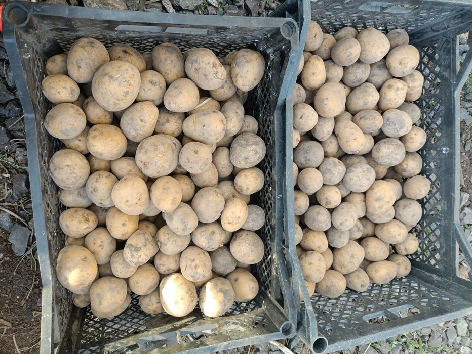 Семенной картофель, картошка семена