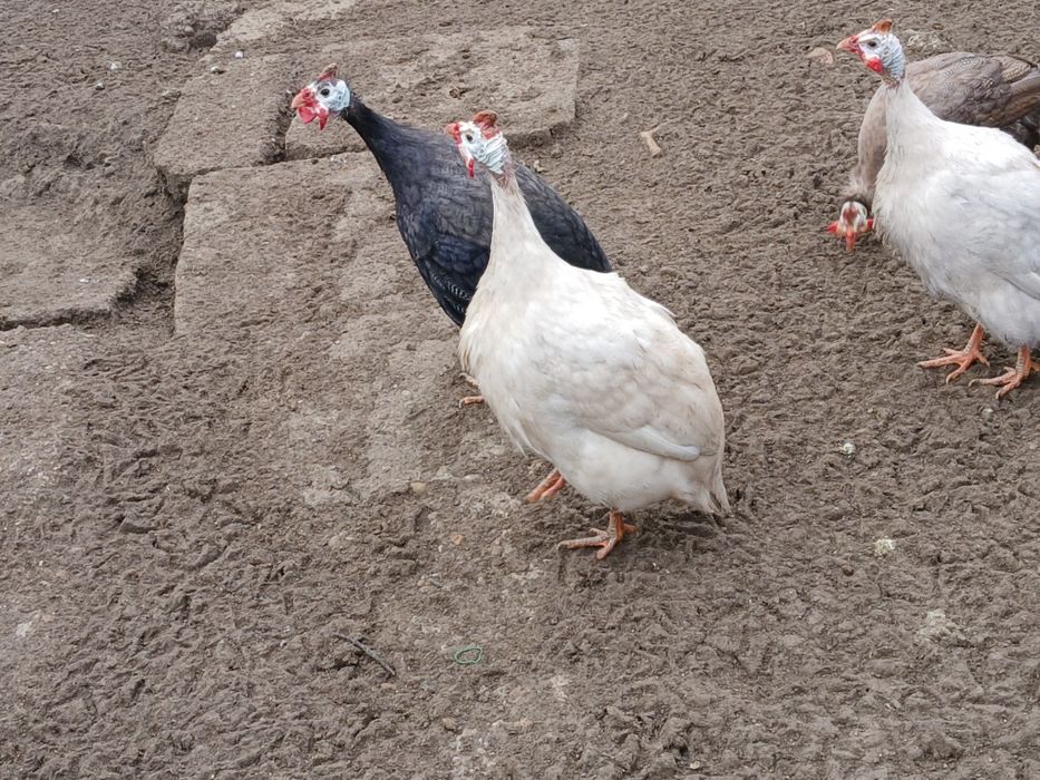 Vand mascul de bibilică