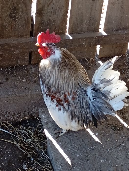 Vând o familie de liliputi 4 găini adulte și un cocos plus o găi.feoni