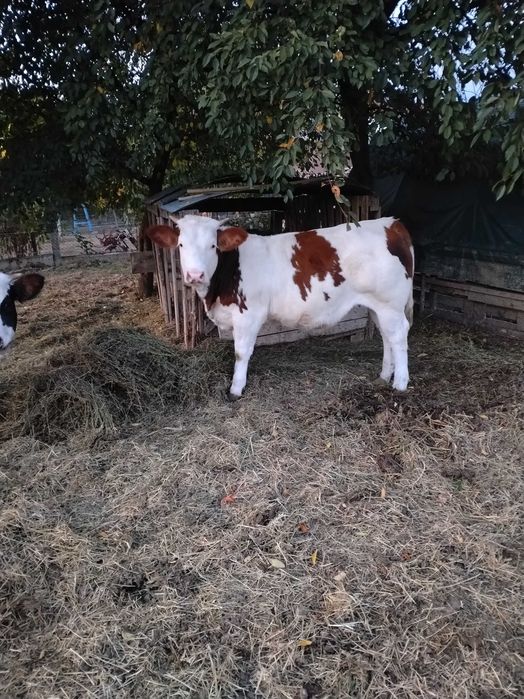 Două juninci de vânzare