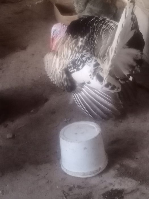 Үндік бір мекен 1 қораз