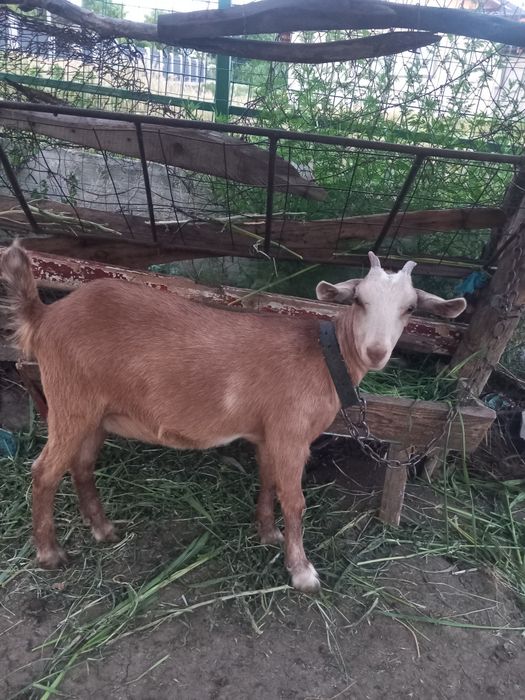 Iada de vanzare din tată Anglo Nubian  și mamă Saanen.