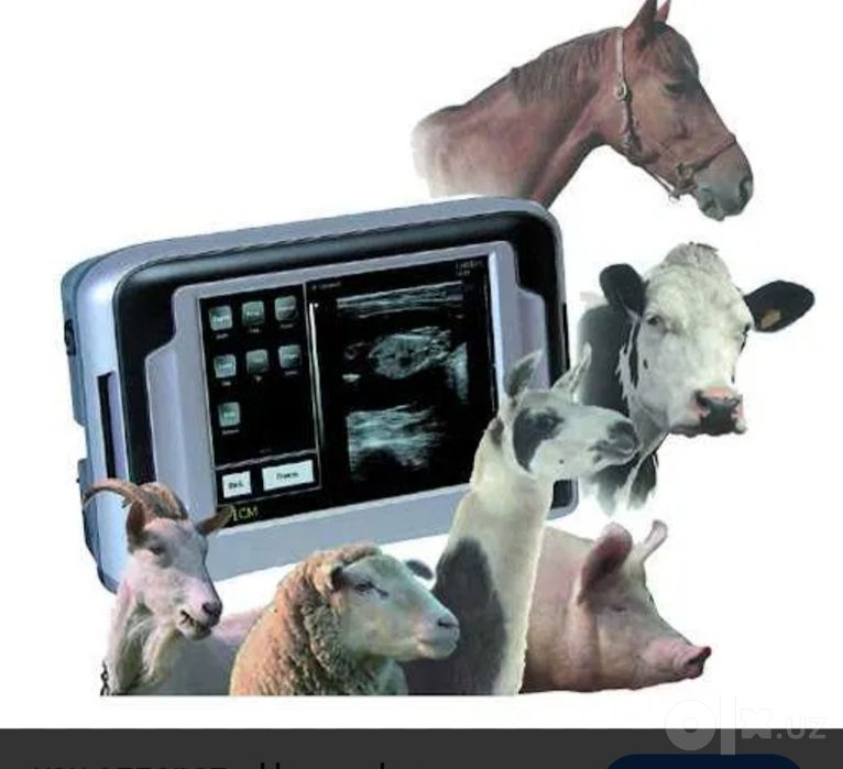 veterinariya xizmati 24/7 Uzi diagnostika