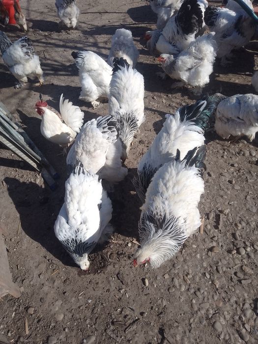 Ouă de găini brahma herminat deschis