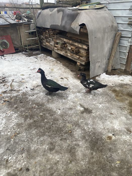 Pereche de Rațe leșești