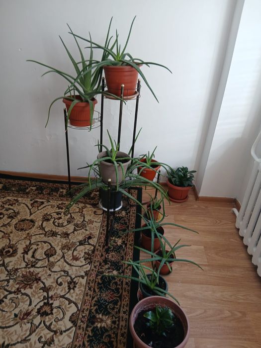 Алоэ вера многолетнее