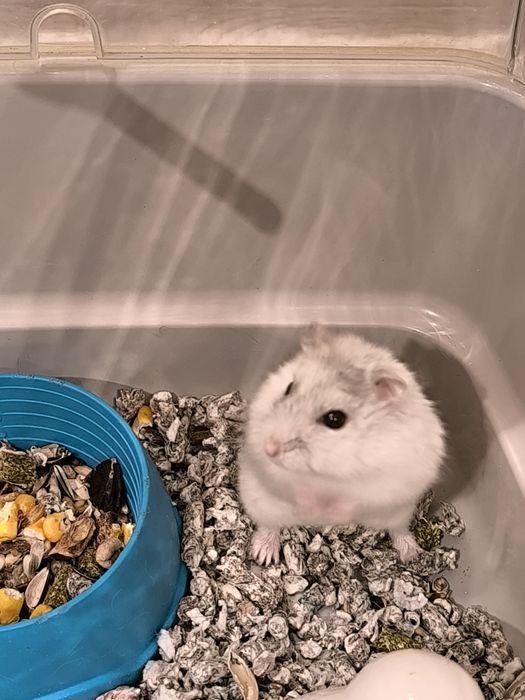 Hamster jucăuș caută o nouă căsuță!