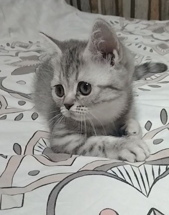 Две девочки. Скоттиш Страйт.