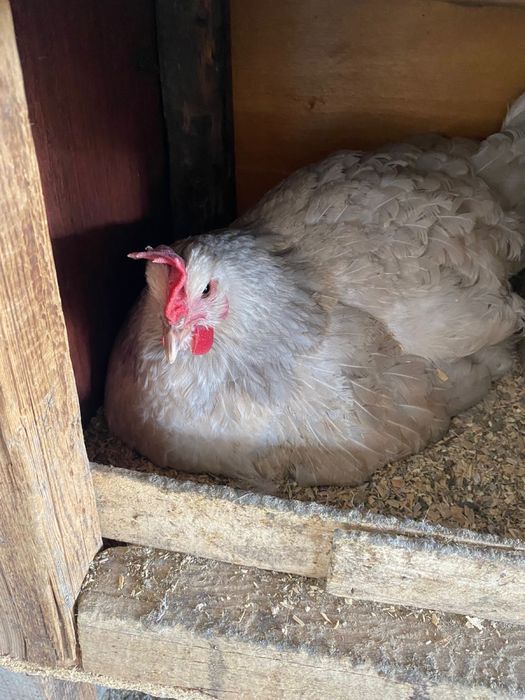 Инкувационны яйцо