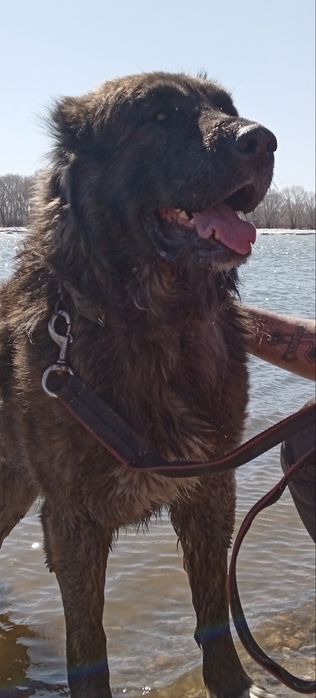 Алабай тяж. Мальчик