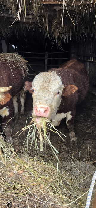 Бұқалар сатылады