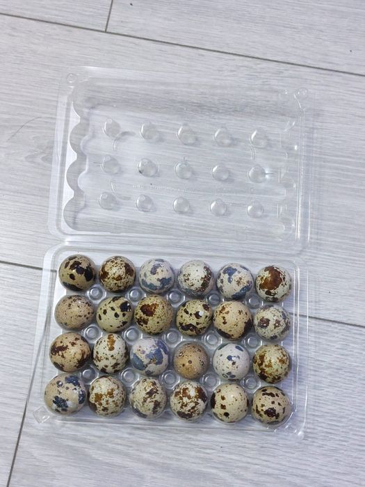 Vând ouă prepeliță