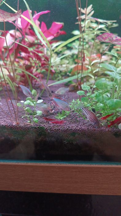 Аквариум травник