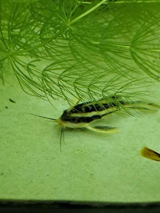 Pesti exotici acvariu aclimatizati