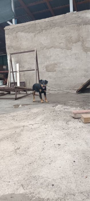 Продам щенка ягтерьер