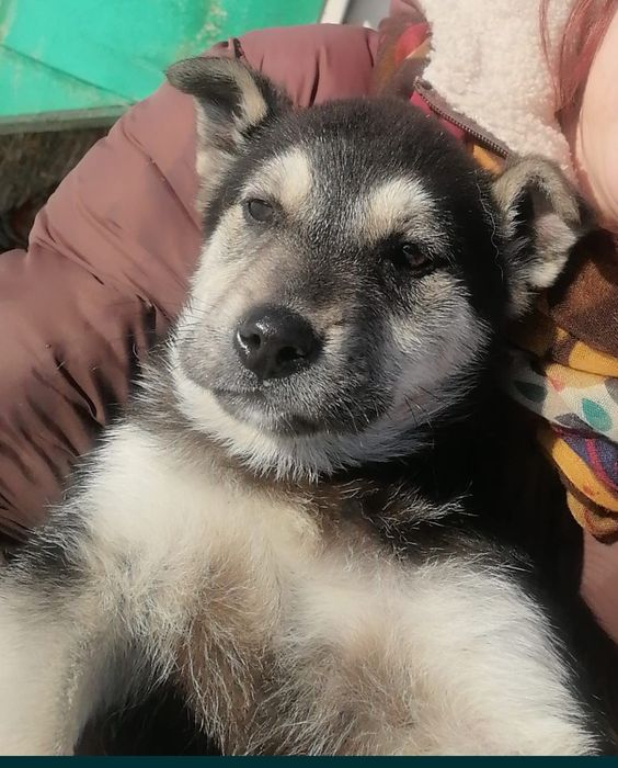 Отдам щенков в добрые руки