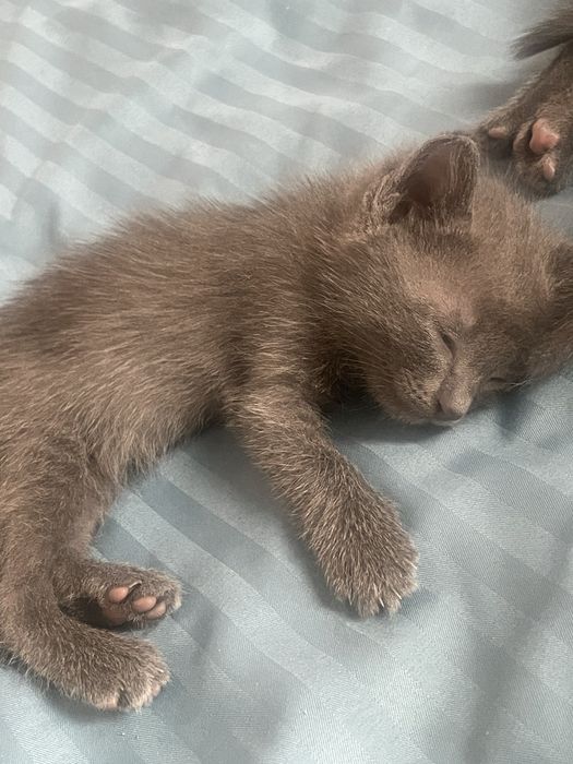 котята бесплатно девочки