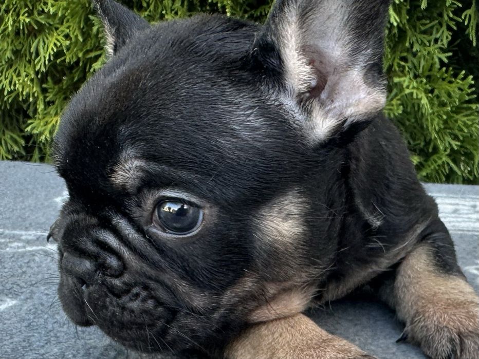 Френски булдог  French buldog
