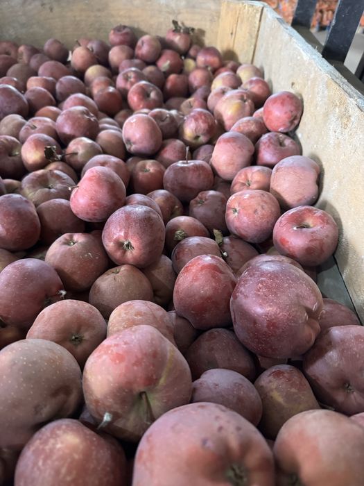 Mere de vânzare – Golden, Idared, Starkrimson – din depozit