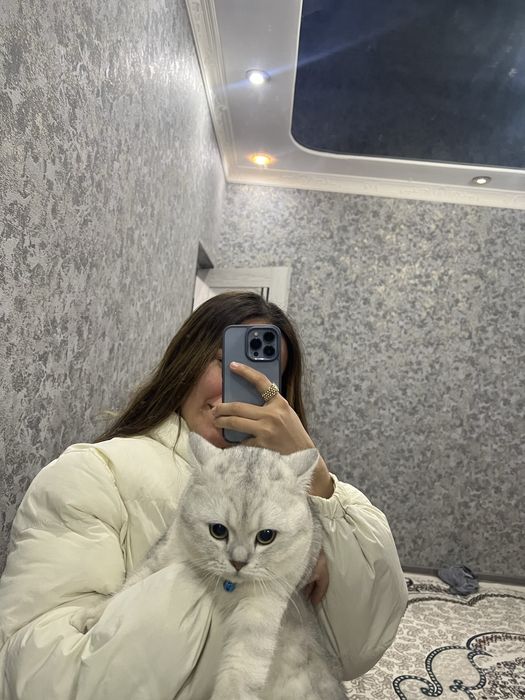 Vyazka uchun Британский шиншилла Шадед силвер Ny12