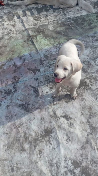 Малыш в добрые надёжные руки