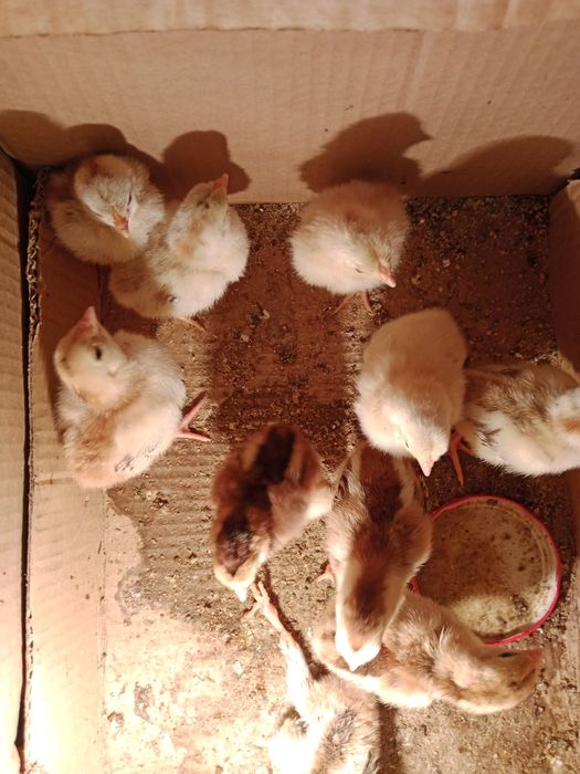 Цыплята даканхороших кровей