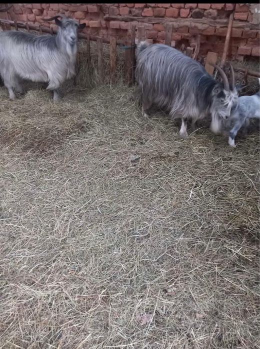 De vanzare capre cu iezi