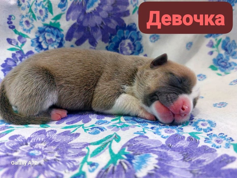 Стаффики к брони