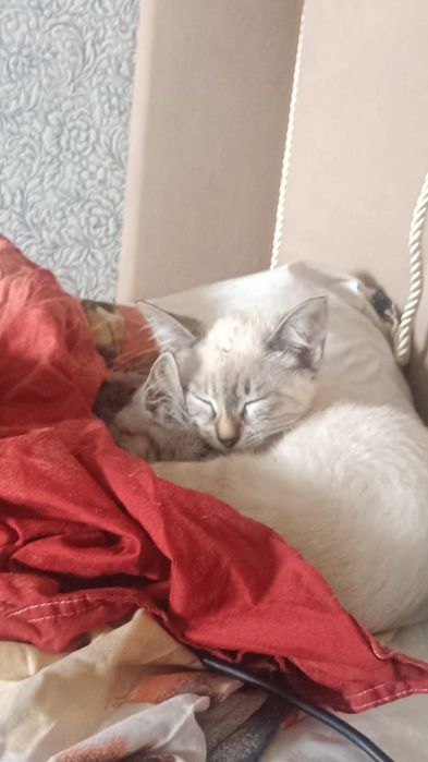 Отдам двух кошечек