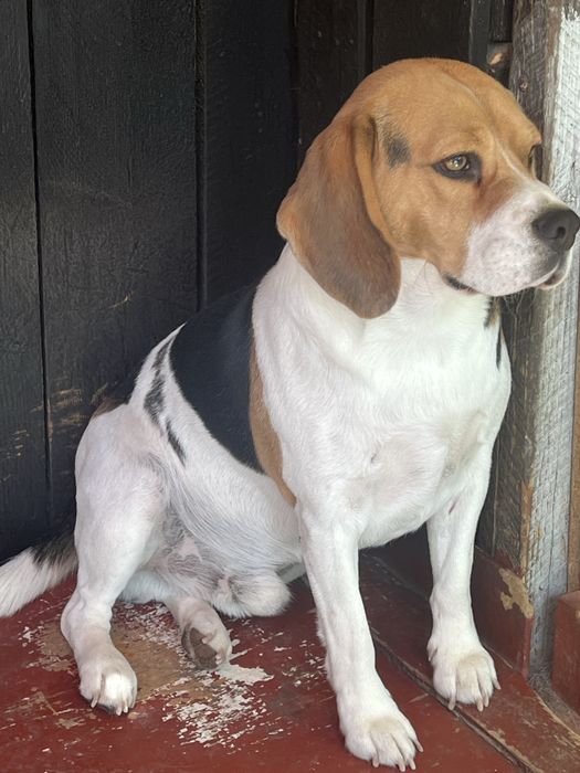 mascul beagle 2 ani