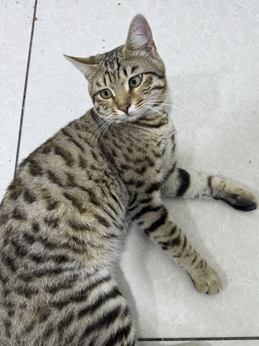 Uy mushugi yaxshi boqadiganlaga beriladi