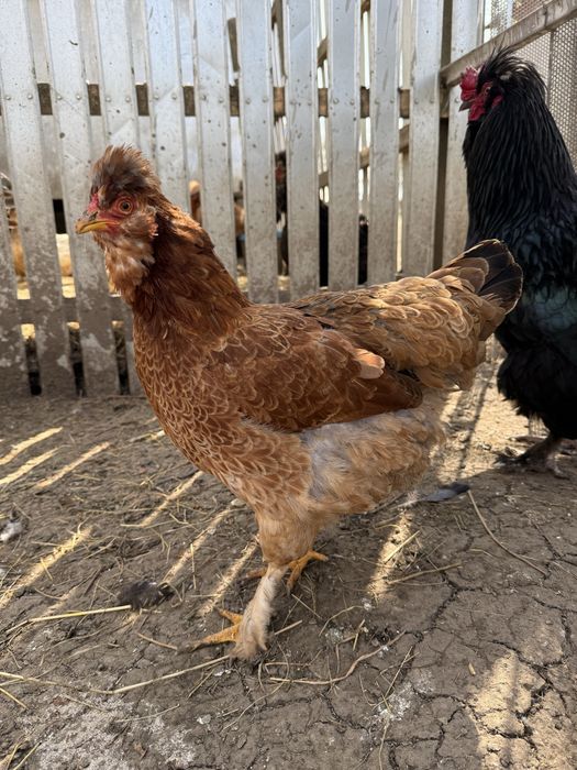 Vand sau schimb gaini motate incaltate barboase golase