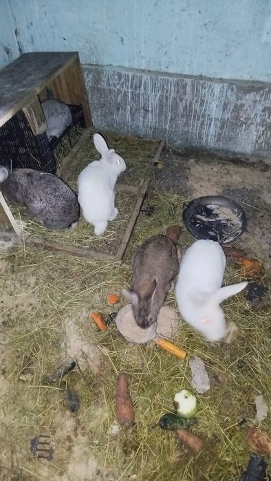 Қоян сатылады  сатылады