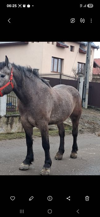 Vând cal de cinci anii