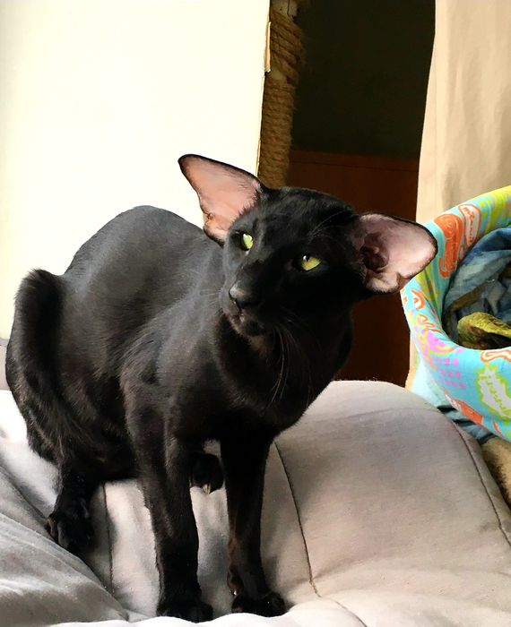 КОТЯТА "ОРИЕНТАЛЫ"- Luxorio Katano