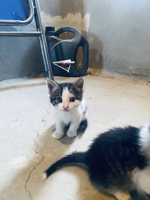 Отдаем Котяток.