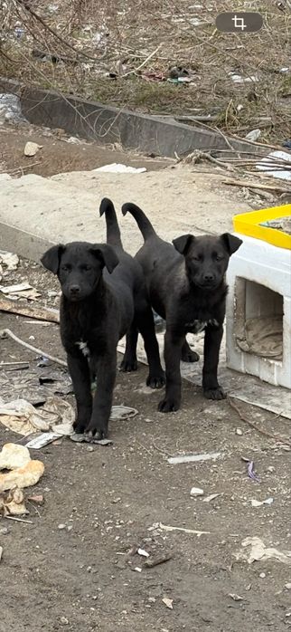 Срочно пристраиваются щенки
