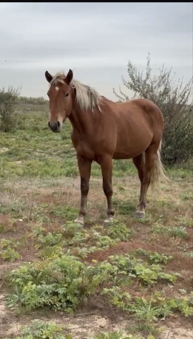 Красивый Жеребец холка 160+