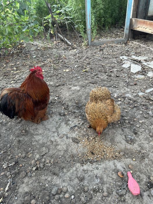 Продам карликовых кохов