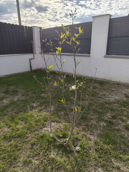 Magnoliu alb/ Magnolie alba